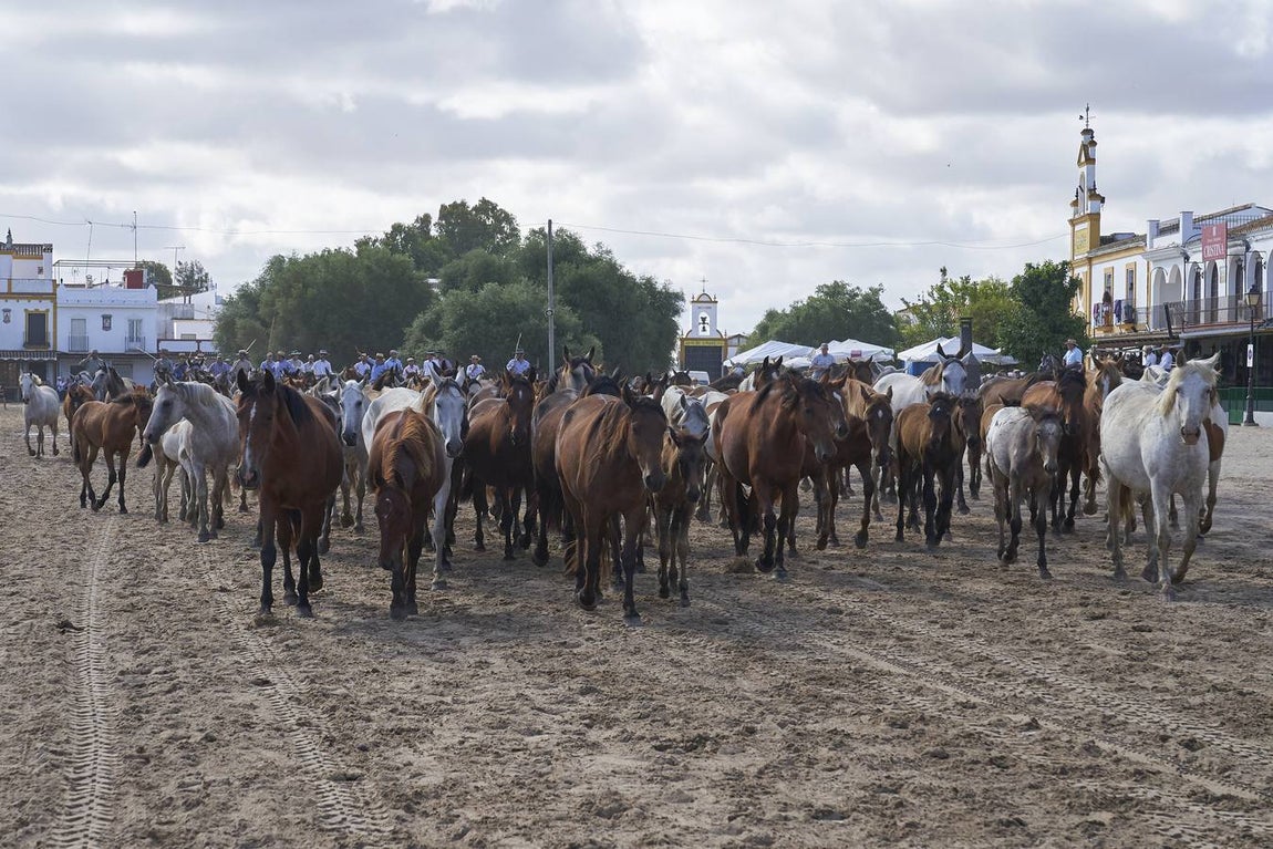 Impresionantes imágenes de la Saca de yeguas en el Rocío