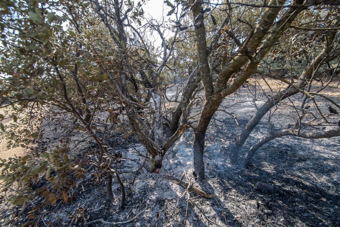 Restos del incendio. 