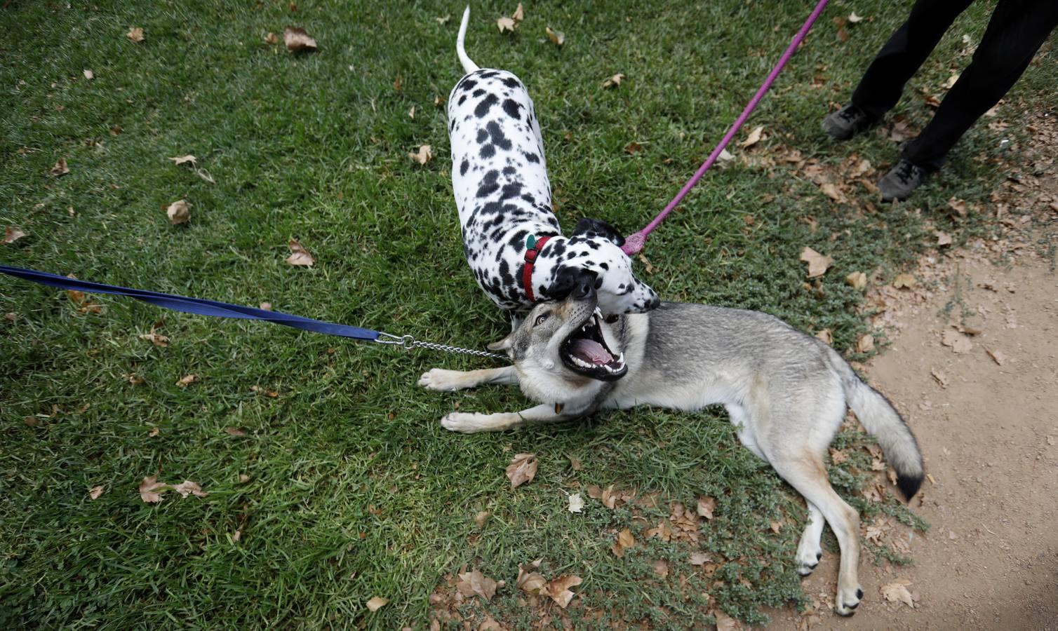 Las mascotas de Córdoba, en imágenes