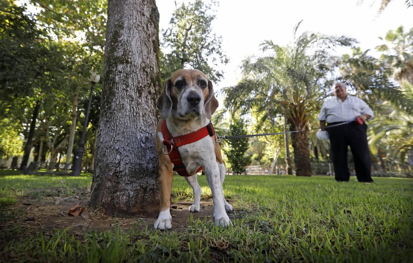 Las mascotas de Córdoba, en imágenes