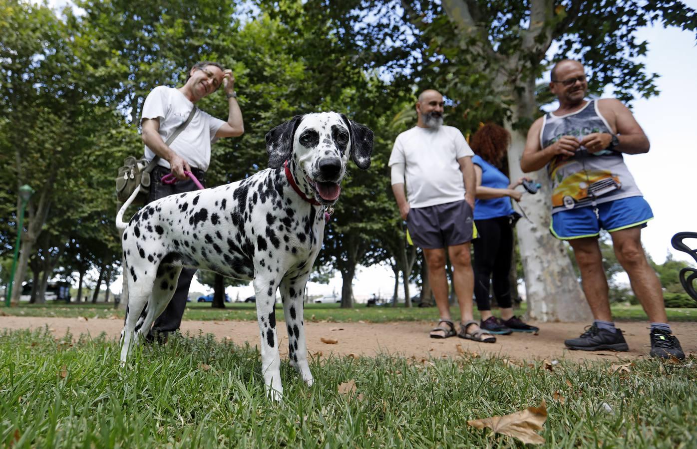 Las mascotas de Córdoba, en imágenes