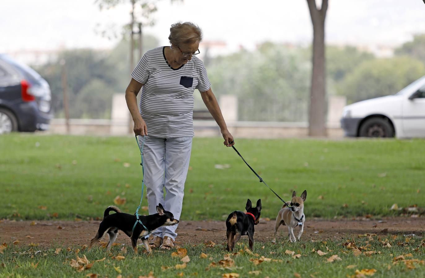 Las mascotas de Córdoba, en imágenes