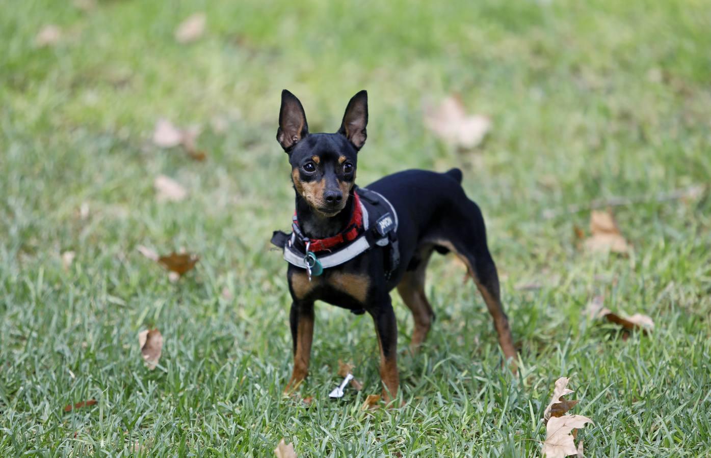 Las mascotas de Córdoba, en imágenes