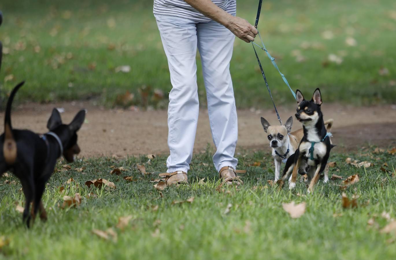 Las mascotas de Córdoba, en imágenes