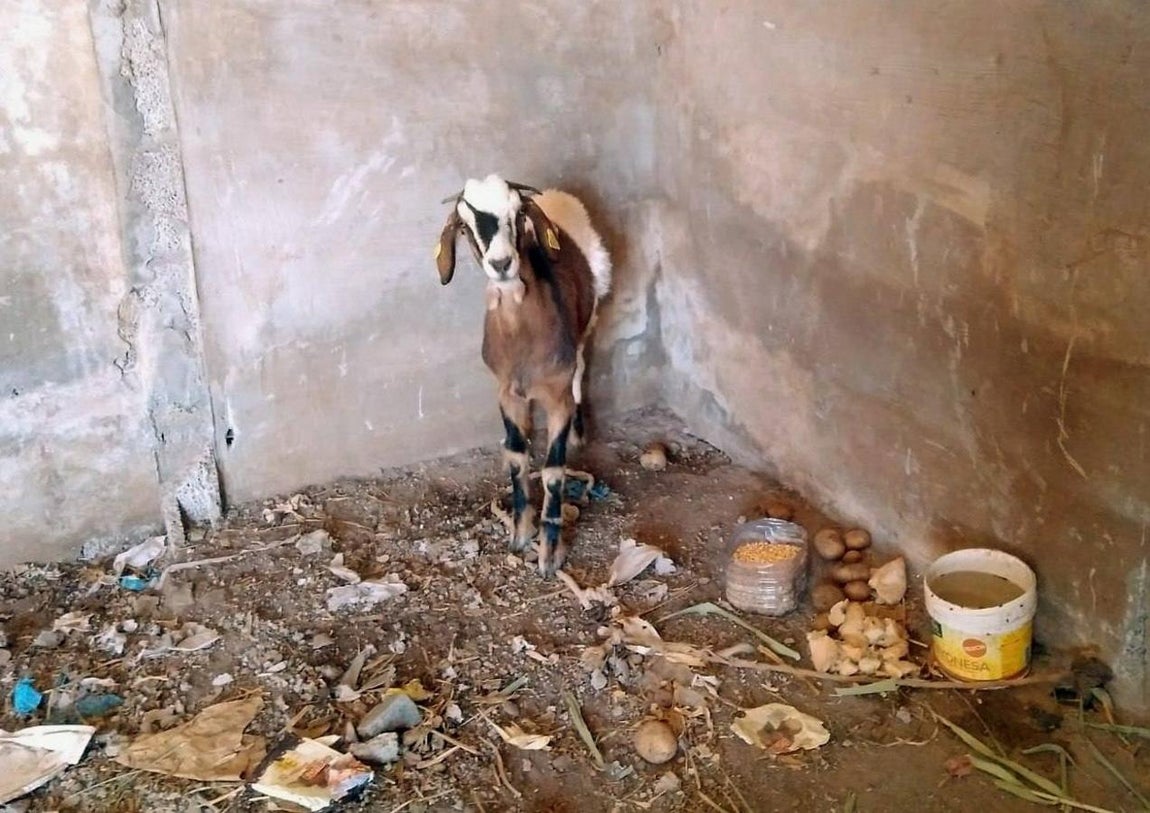 Una de las cabras de la ganadera Dunia Moreno que quedó resguardada de las llamas del incendio de Gran Canaria en un cobertizo de su finca en San José de Caideros. 