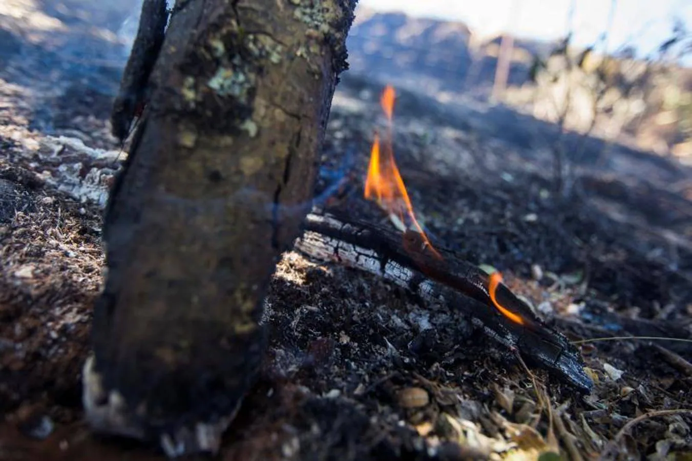 Llamas residuales de las ramas de los árboles quemados en un bosque de Gran Canaria. 