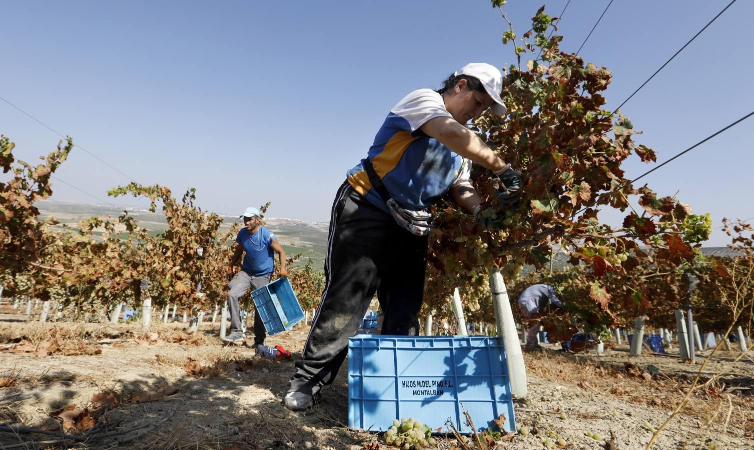 La vendimia de Montilla-Moriles, en imágenes