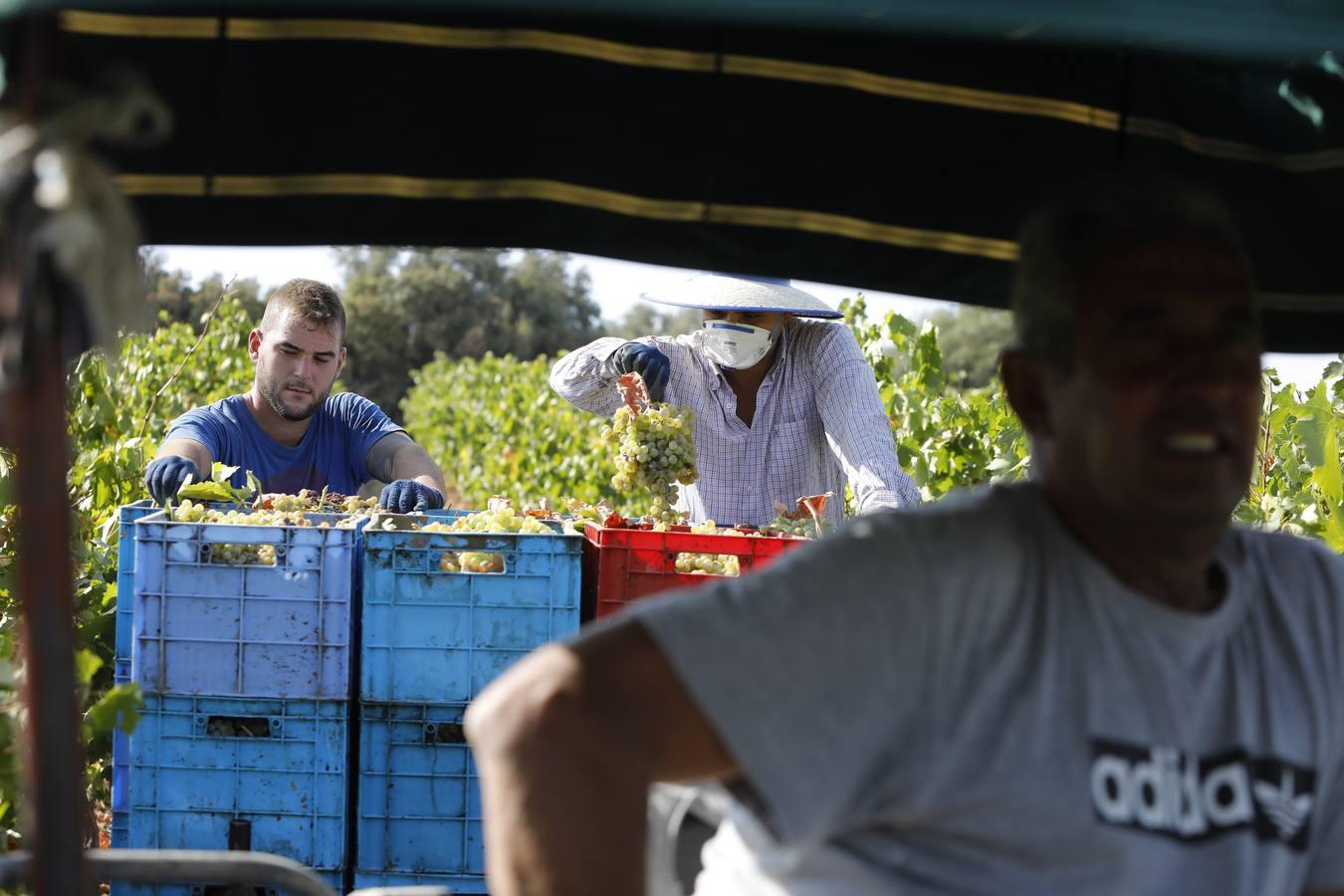 La vendimia de Montilla-Moriles, en imágenes