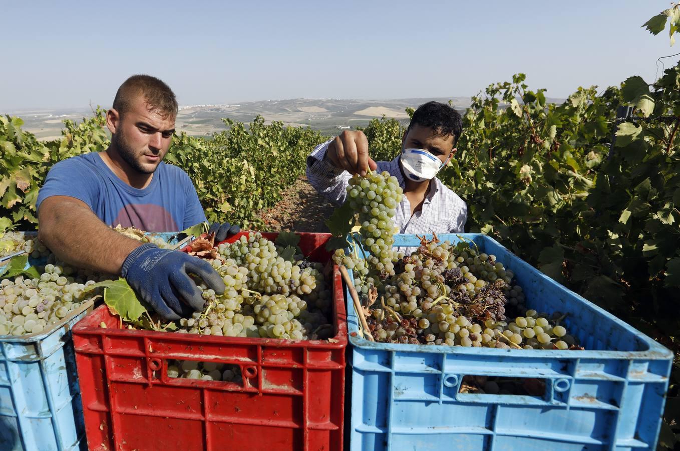 La vendimia de Montilla-Moriles, en imágenes