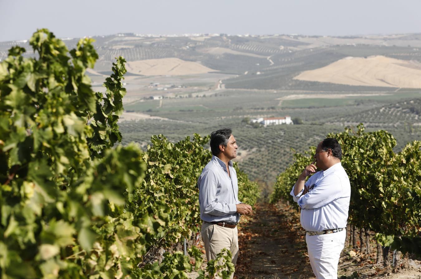 La vendimia de Montilla-Moriles, en imágenes