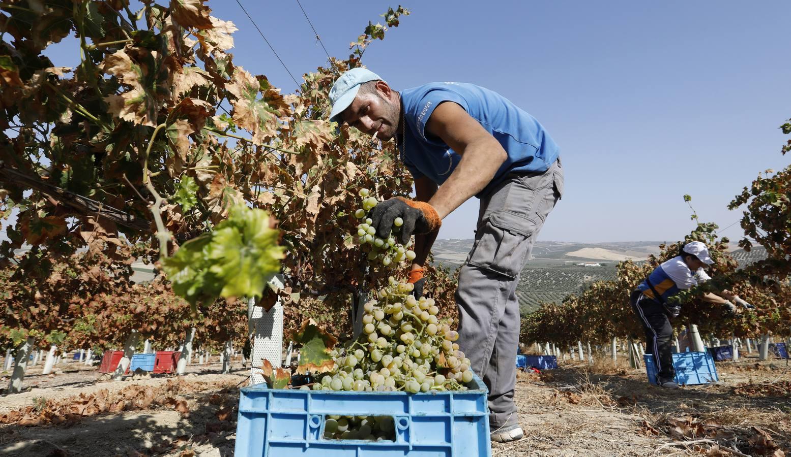 Montilla-Moriles, la vendimia de los 100.000 jornales en Córdoba