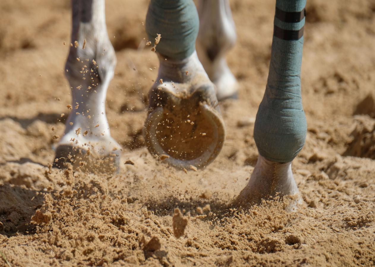 Fotos: Segundo ciclo de las carreras de caballos de Sanlúcar