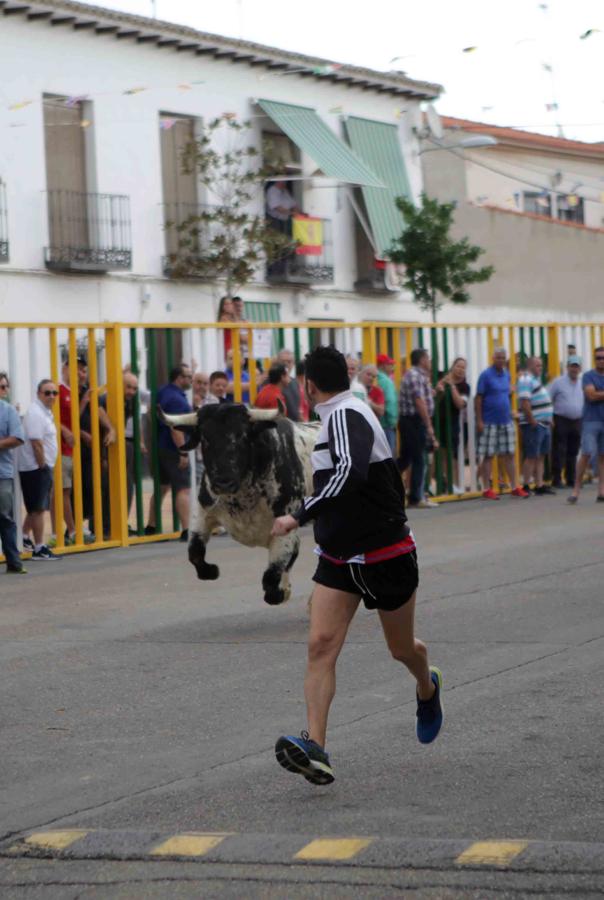 Comienzan los tradicionales encierros de Villaseca