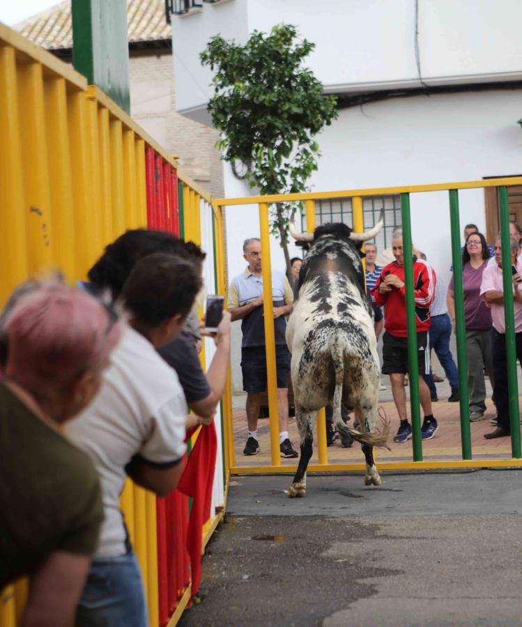 Comienzan los tradicionales encierros de Villaseca