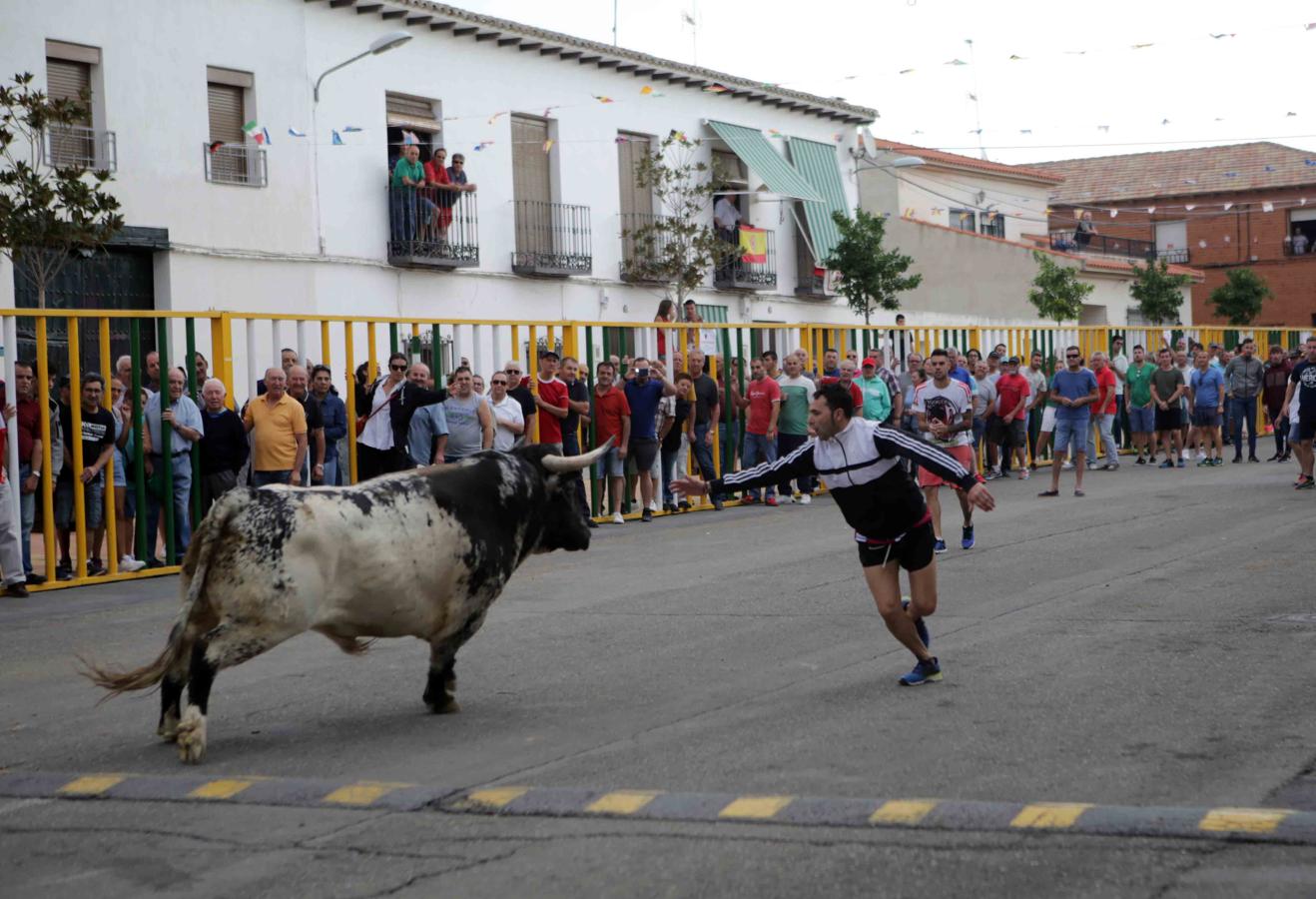 Comienzan los tradicionales encierros de Villaseca