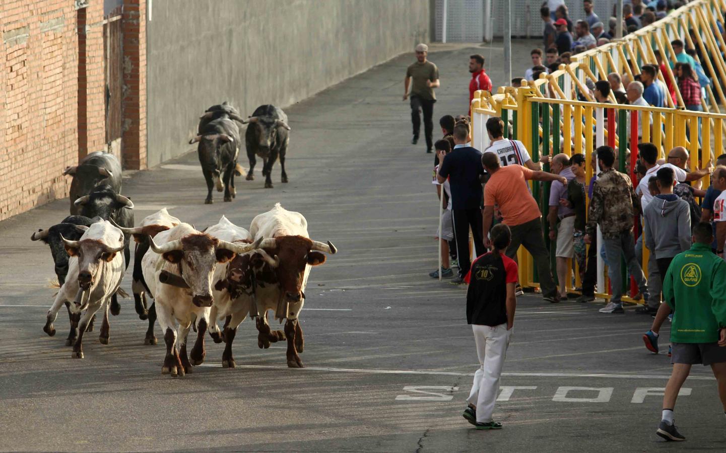 Comienzan los tradicionales encierros de Villaseca