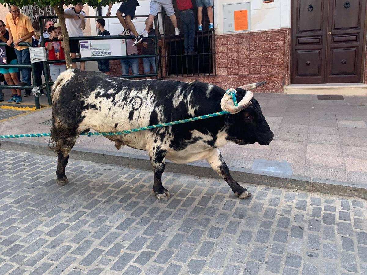 El toro de cuerda de Carcabuey, en imágenes