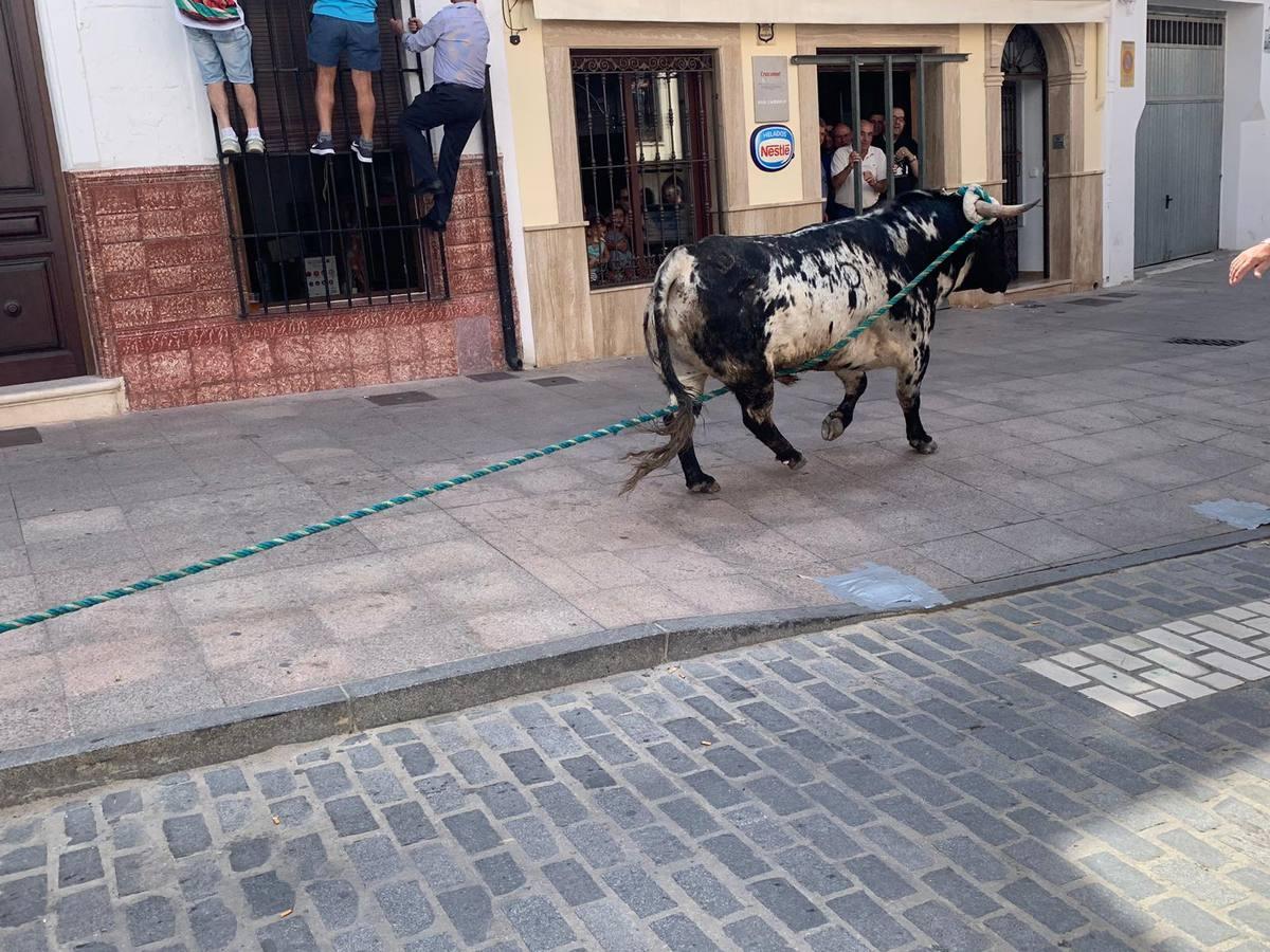 El toro de cuerda de Carcabuey, en imágenes