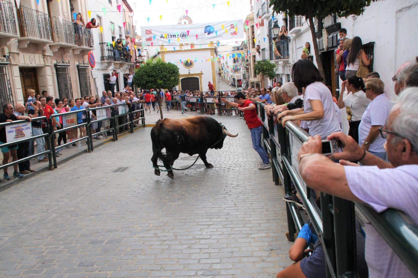 El toro de cuerda de Carcabuey, en imágenes