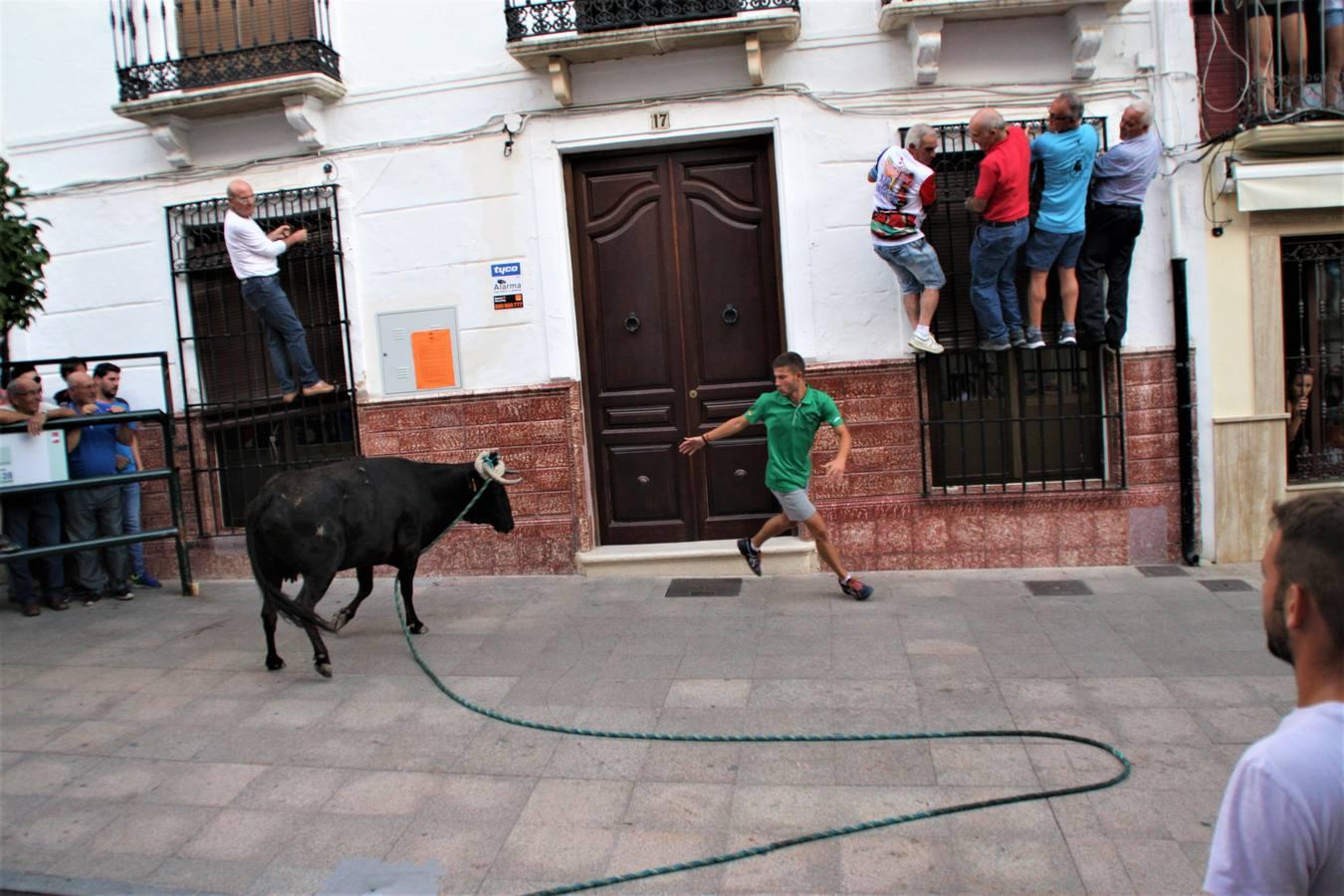 El toro de cuerda de Carcabuey, en imágenes