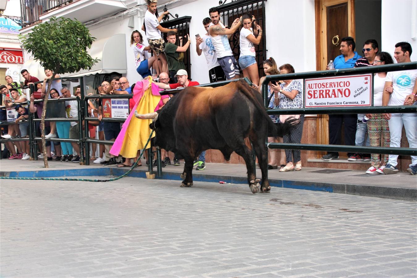 El toro de cuerda de Carcabuey, en imágenes