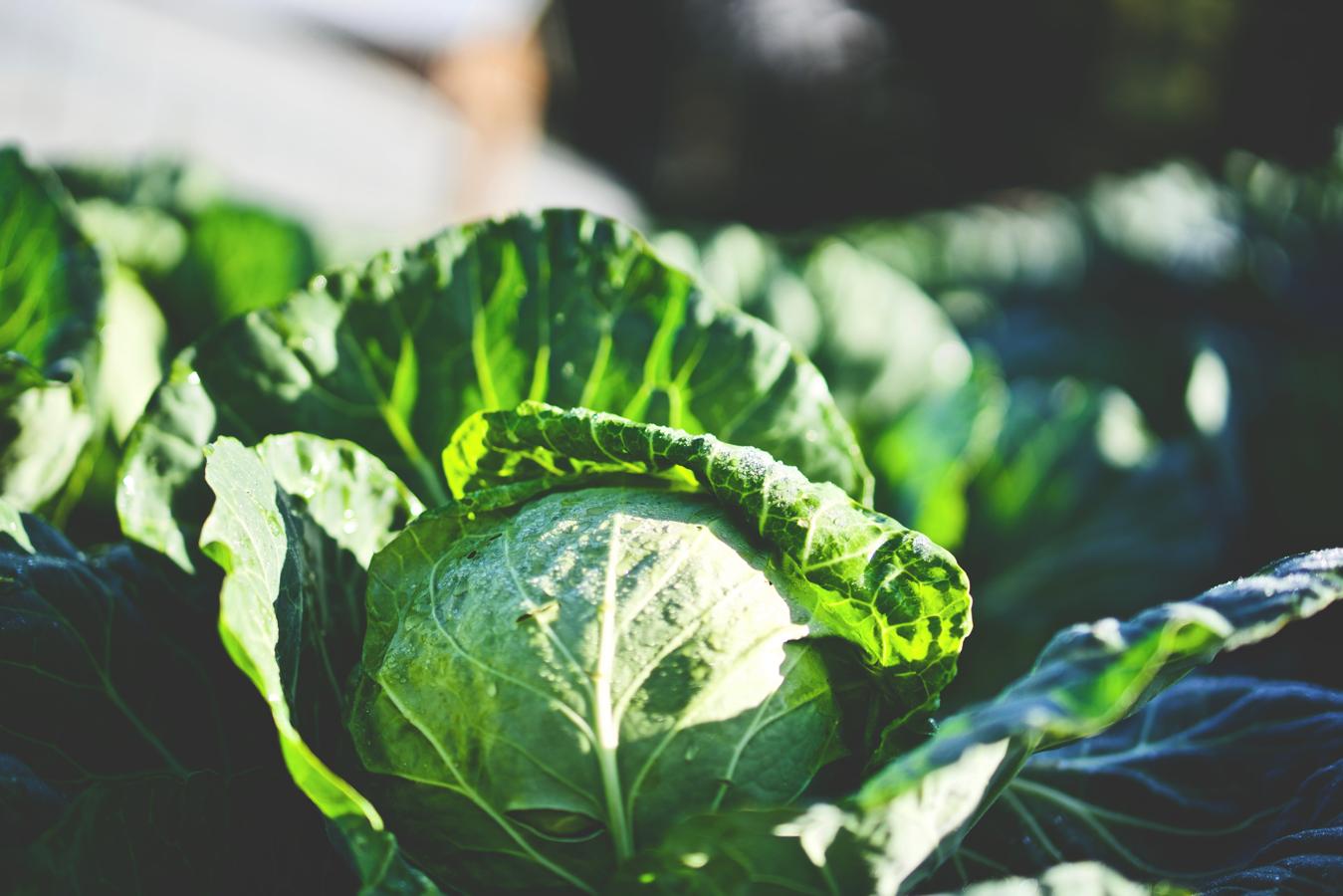 Col. Quitando la temporada cálida, las coles están listas para su consumo en los meses fríos del año. Conocidas tambien como repollos, las coles tienen un alto contenido en agua, son ricas en provitamina A, la vitamina C y la E. La col, o repollo, es un producto típico de Europa muy saludable que sorprendentemente, lleva vitamina C que la naranja y más calcio que la leche.