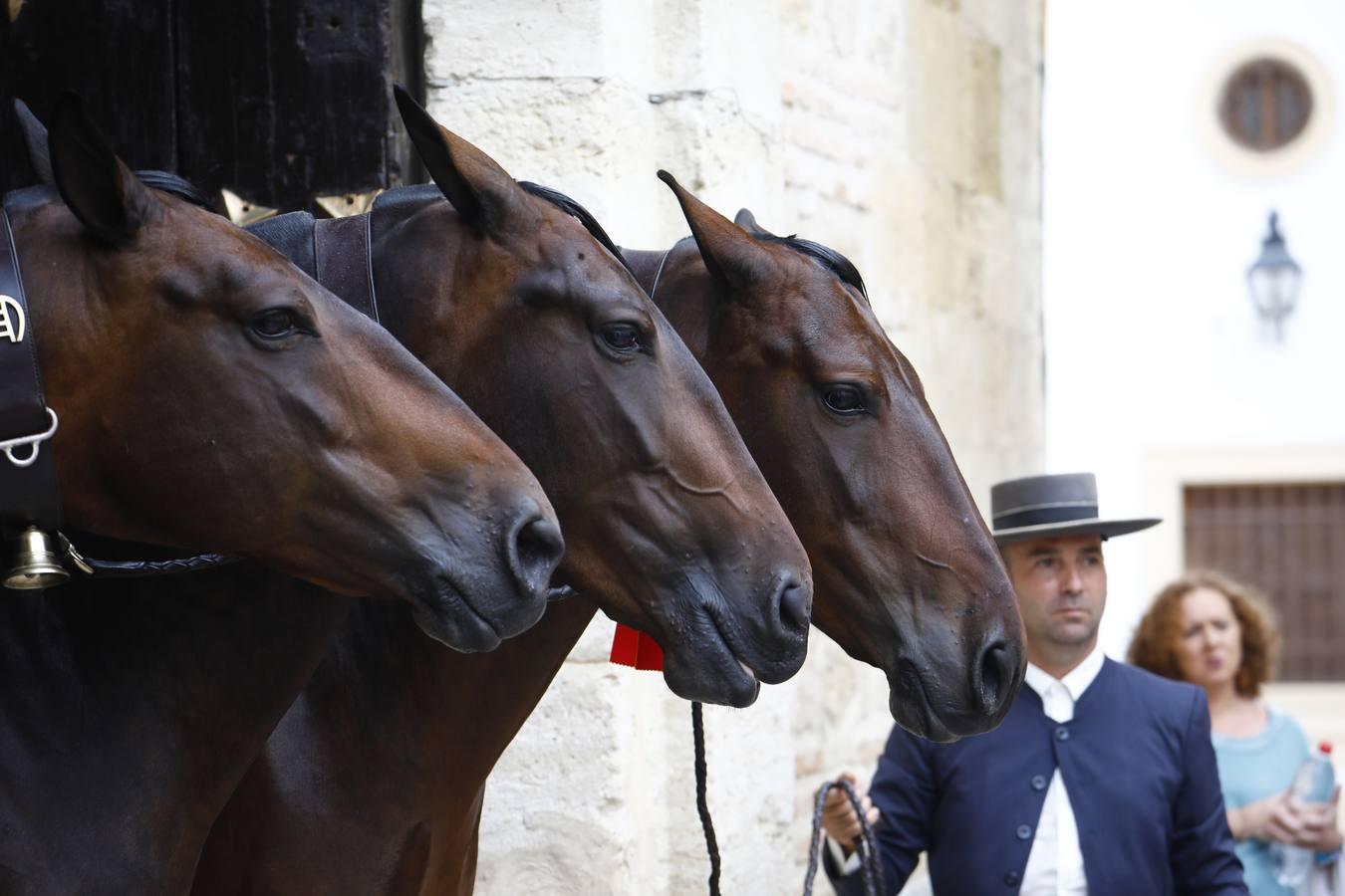 El ambiente del sábado en la Feria del Caballo «Cabalcor», en imágenes