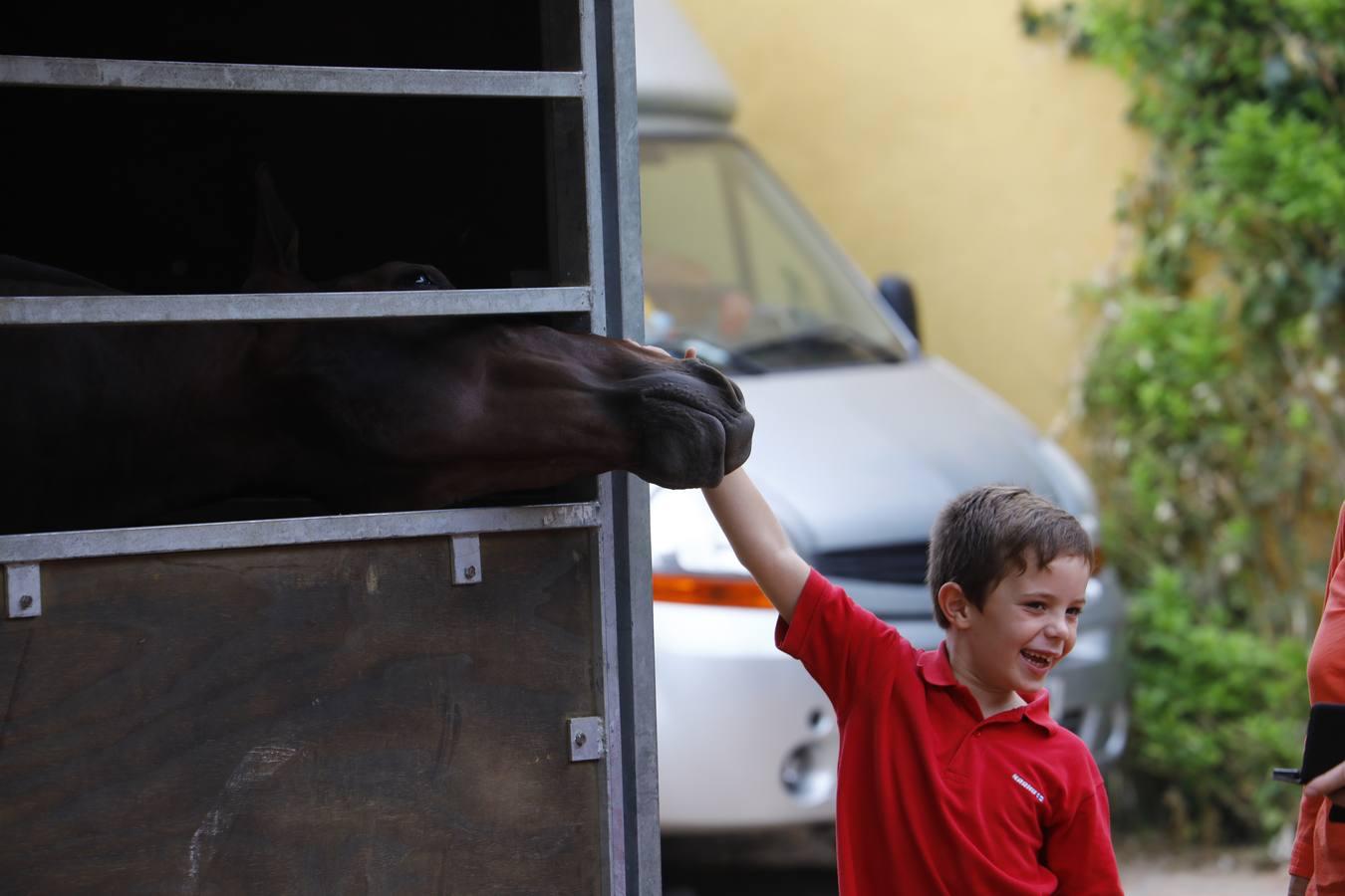 El ambiente del sábado en la Feria del Caballo «Cabalcor», en imágenes