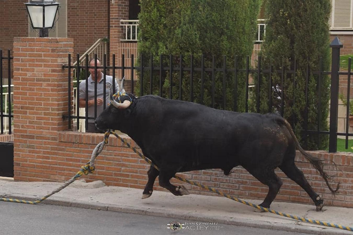 Las imágenes del toro enmaromado de Yuncos