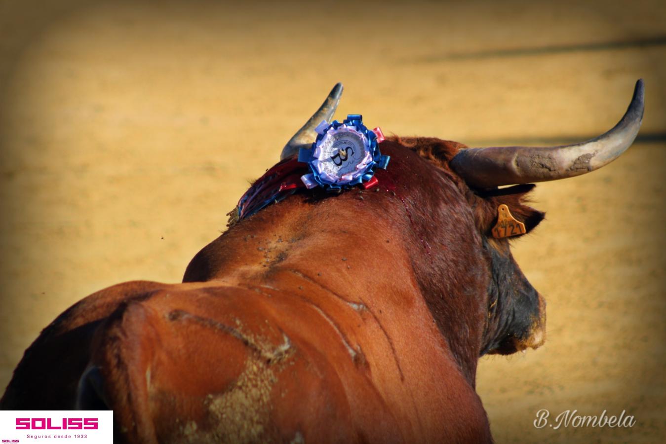 Pantoja celebra sus encierros, una becerrada y su primer toro de cajón