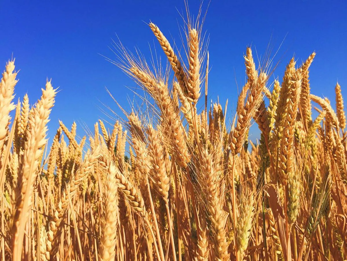 Trigo. Otro tipo de cereal esencial. El trigo, incluido en alimentos que forman parte de la dieta diaria sin que nos demos cuenta, tiene un alto contenido en fibra, unos 10,3 gramos de cada 100.