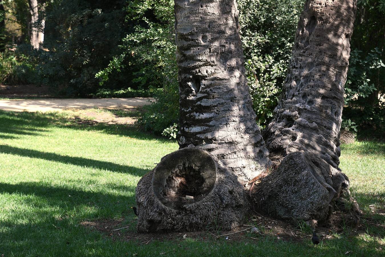 El deterioro del parque de María Luisa, en imágenes (II)