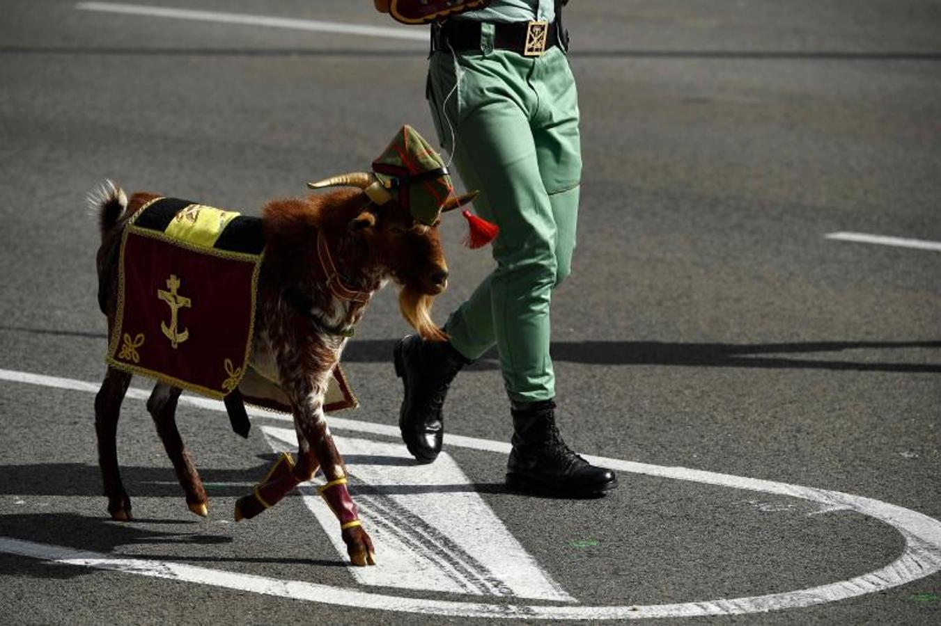 La cabra de la Legión durante el desfile militar. 