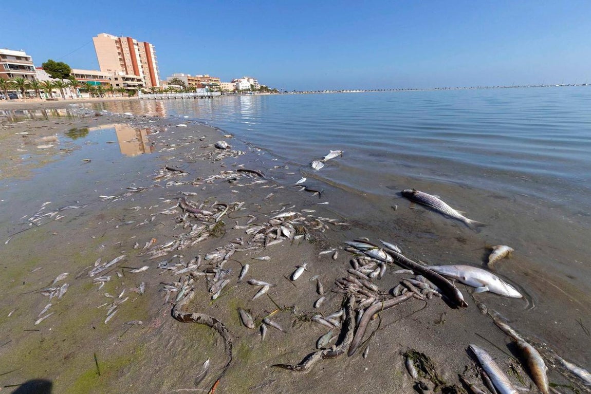 Es posible que la Dana provocara la entrada de una gran cantidad de agua dulce en la laguna salada, un agua además que arrastró barro, tierra y matería orgánica. 