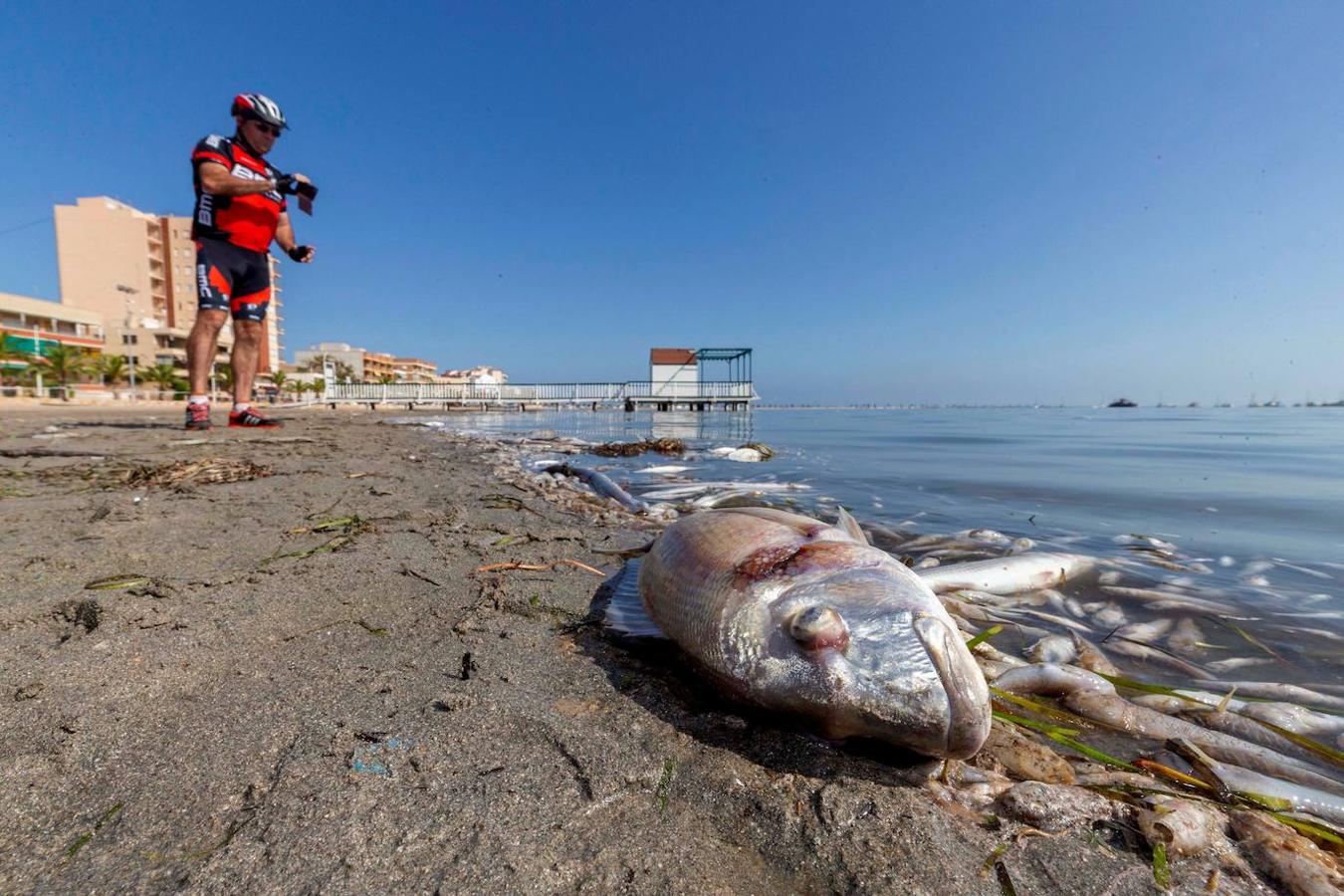 Miles de peces han aparecido muertos este sábado en playas de San Pedro del Pinatar, en el Mar Menor, posiblemente por los efectos de la gota fría. 