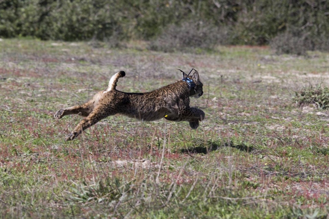 Según datos de 2018, solo en Andalucía hay 448 ejemplares de linces ibéricos. 