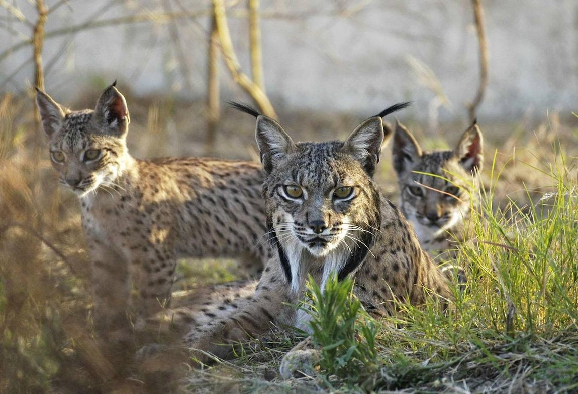 Una de las principales poblaciones del lince ibérico se encuentra en Doñana. 