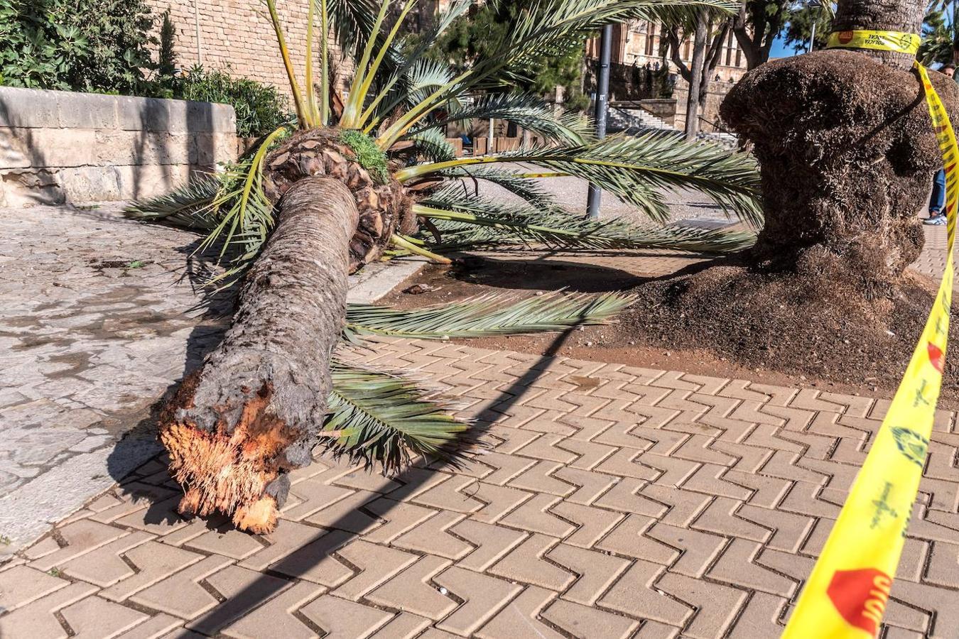 El fuerte viento en el Parc de la Mar, junto a la Catedral de Mallorca ha provocado la caída de una palmera que se ha cobrado la vida de una mujer. 