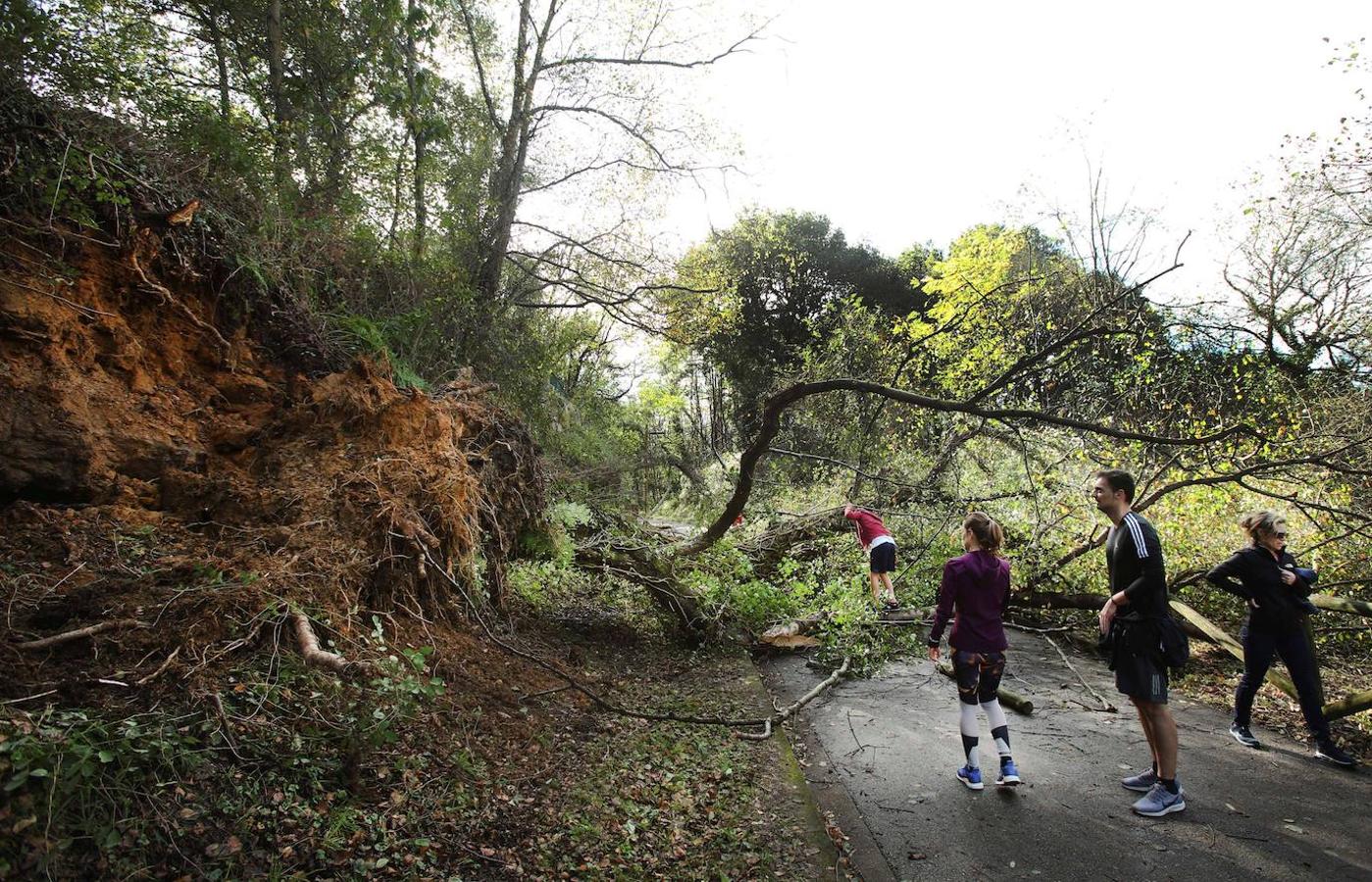 Un árbol caído cortó el acceso a unos 400 metros de la antigua estación de tren de La Manjoya, en la senda verde del Parque de Invierno de Oviedo, Asturias, debido al viento. 