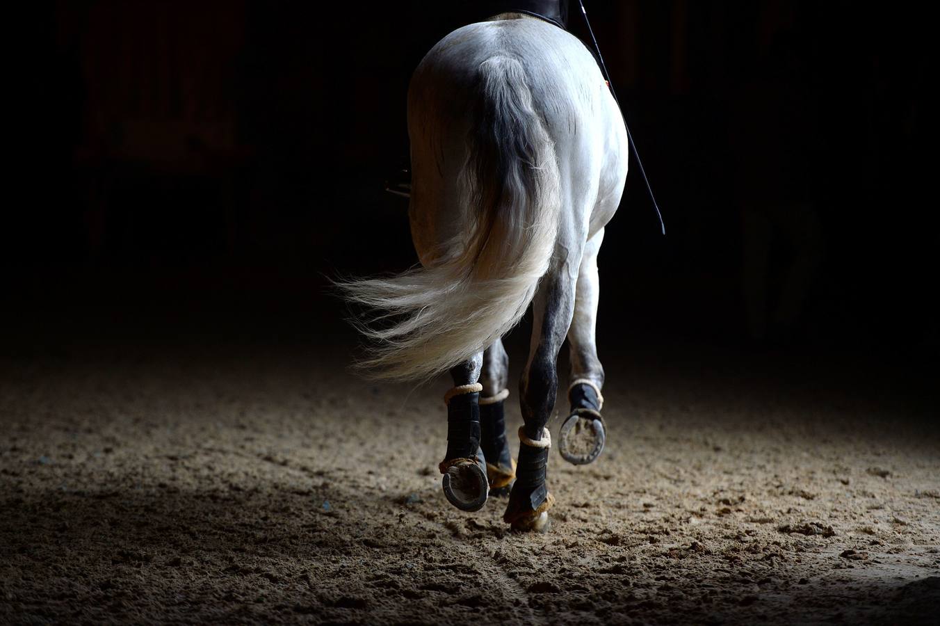 El campeonato del mundo del caballo de Pura Raza Española en SICAB 2019 (I)