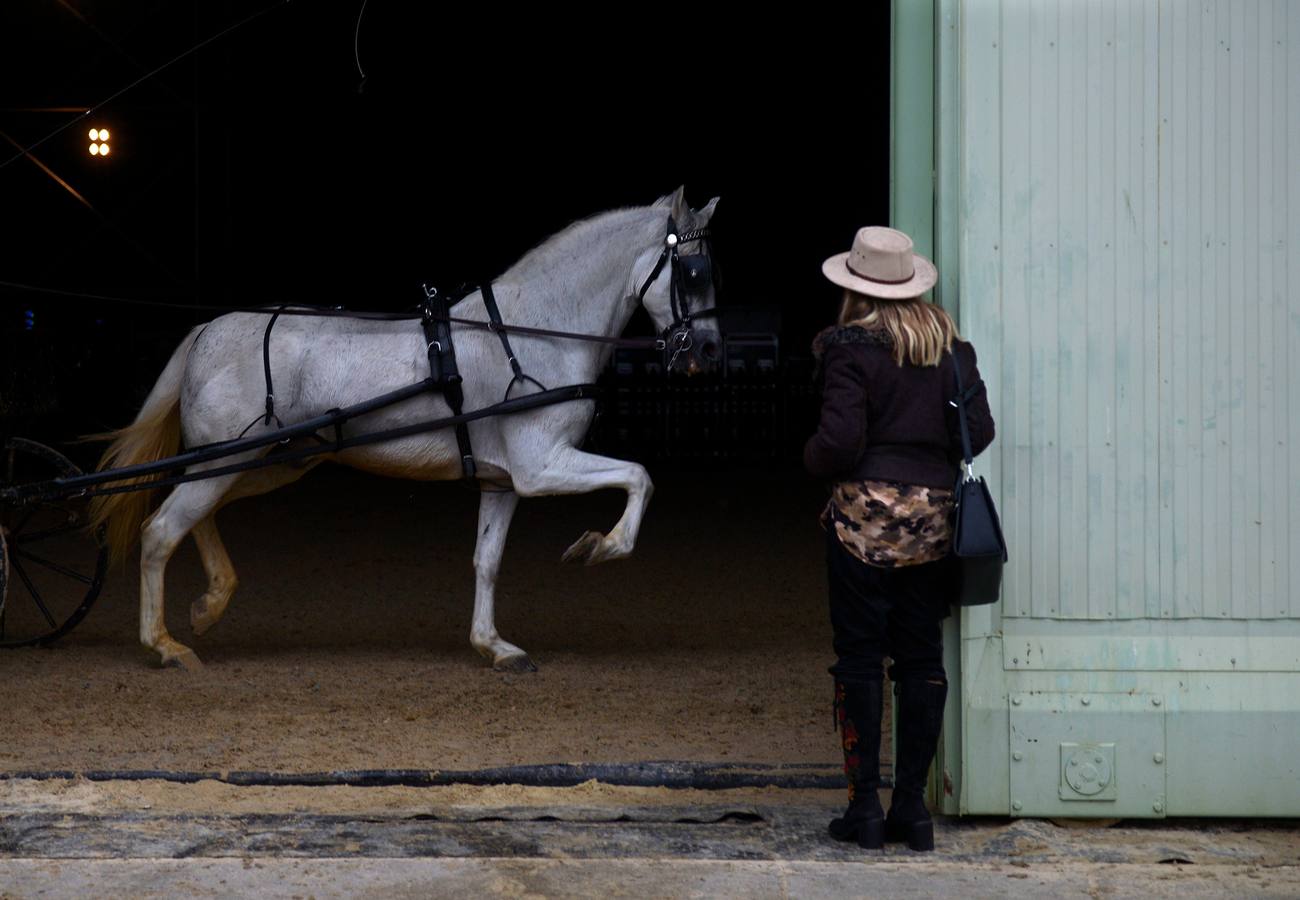 El campeonato del mundo del caballo de Pura Raza Española en SICAB 2019 (I)