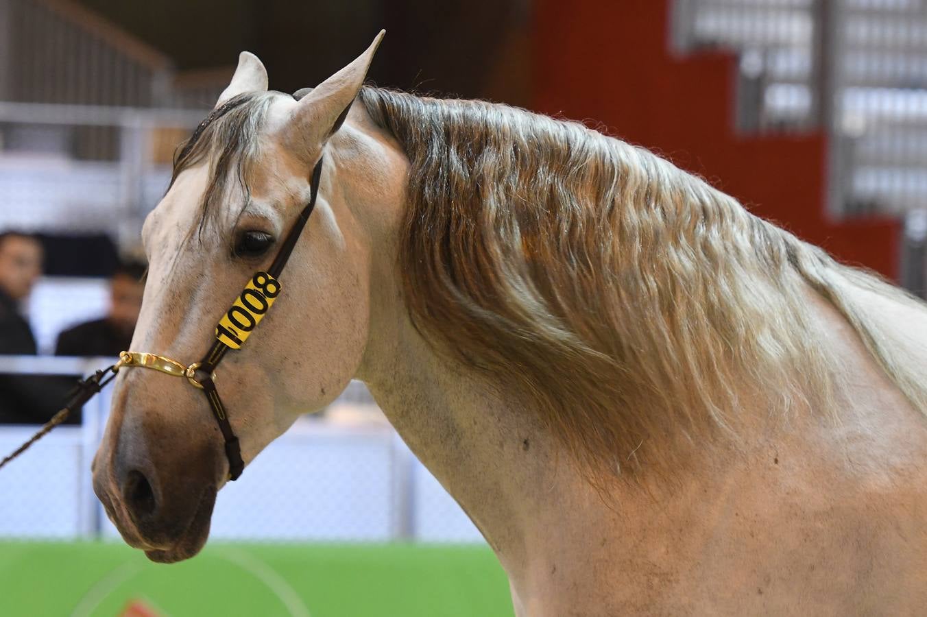 El campeonato del mundo del caballo de Pura Raza Española en SICAB 2019 (I)