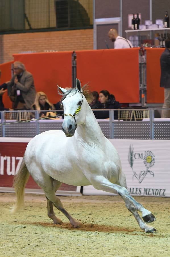 El campeonato del mundo del caballo de Pura Raza Española en SICAB 2019 (I)