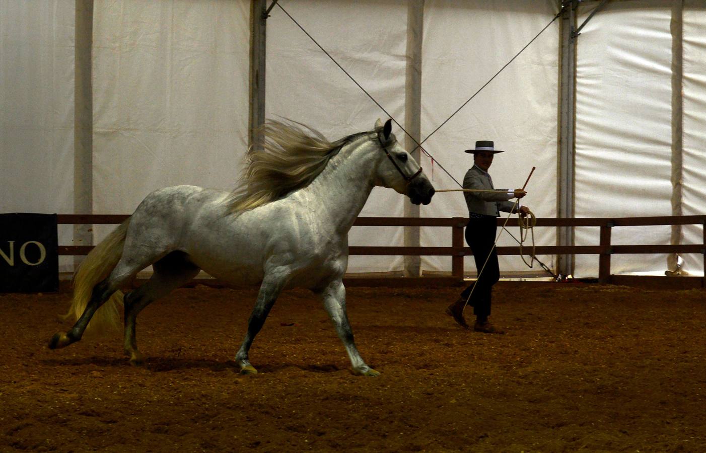 El campeonato del mundo del caballo de Pura Raza Española en SICAB 2019 (I)