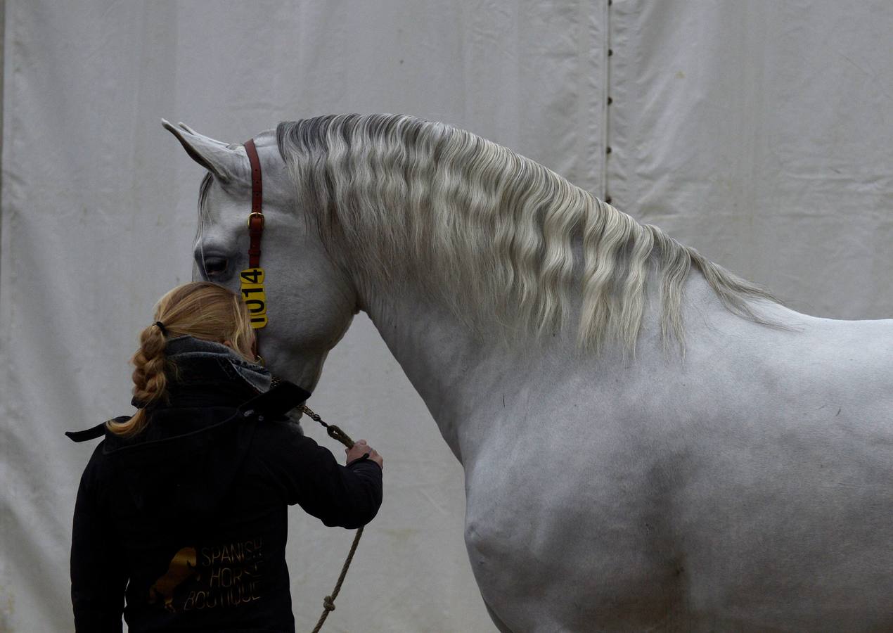 El campeonato del mundo del caballo de Pura Raza Española en SICAB 2019 (I)