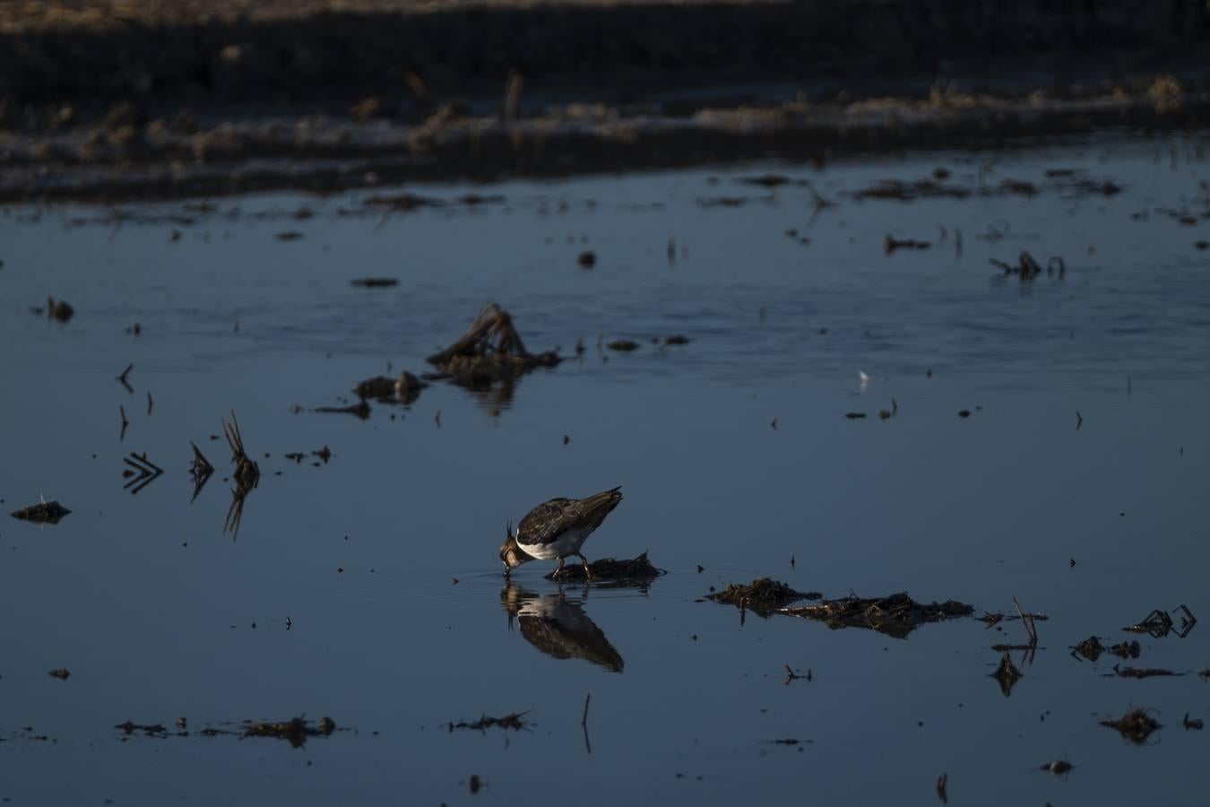 Los campos de arroz, hogar para las aves de Doñana