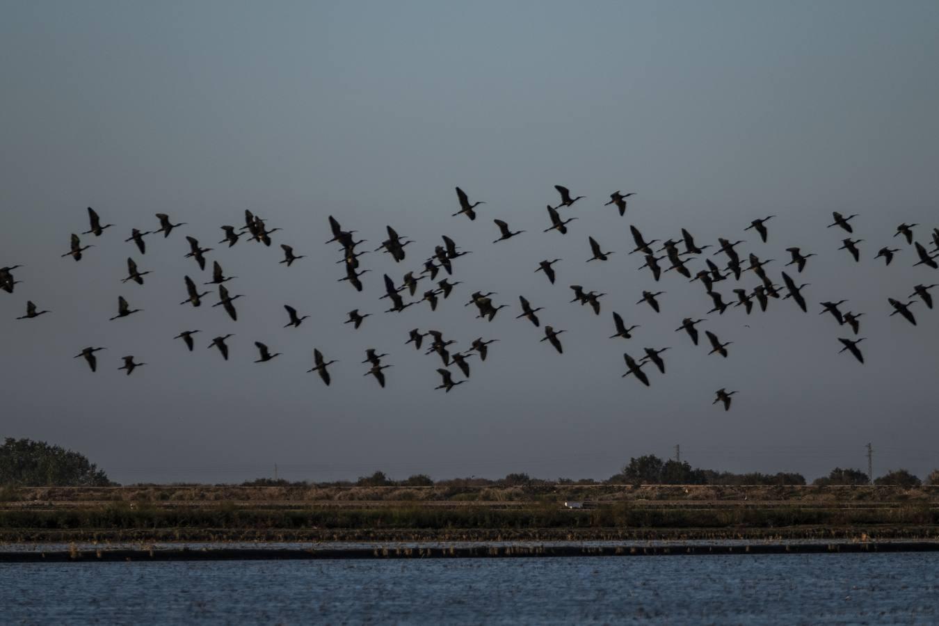 Los campos de arroz, hogar para las aves de Doñana