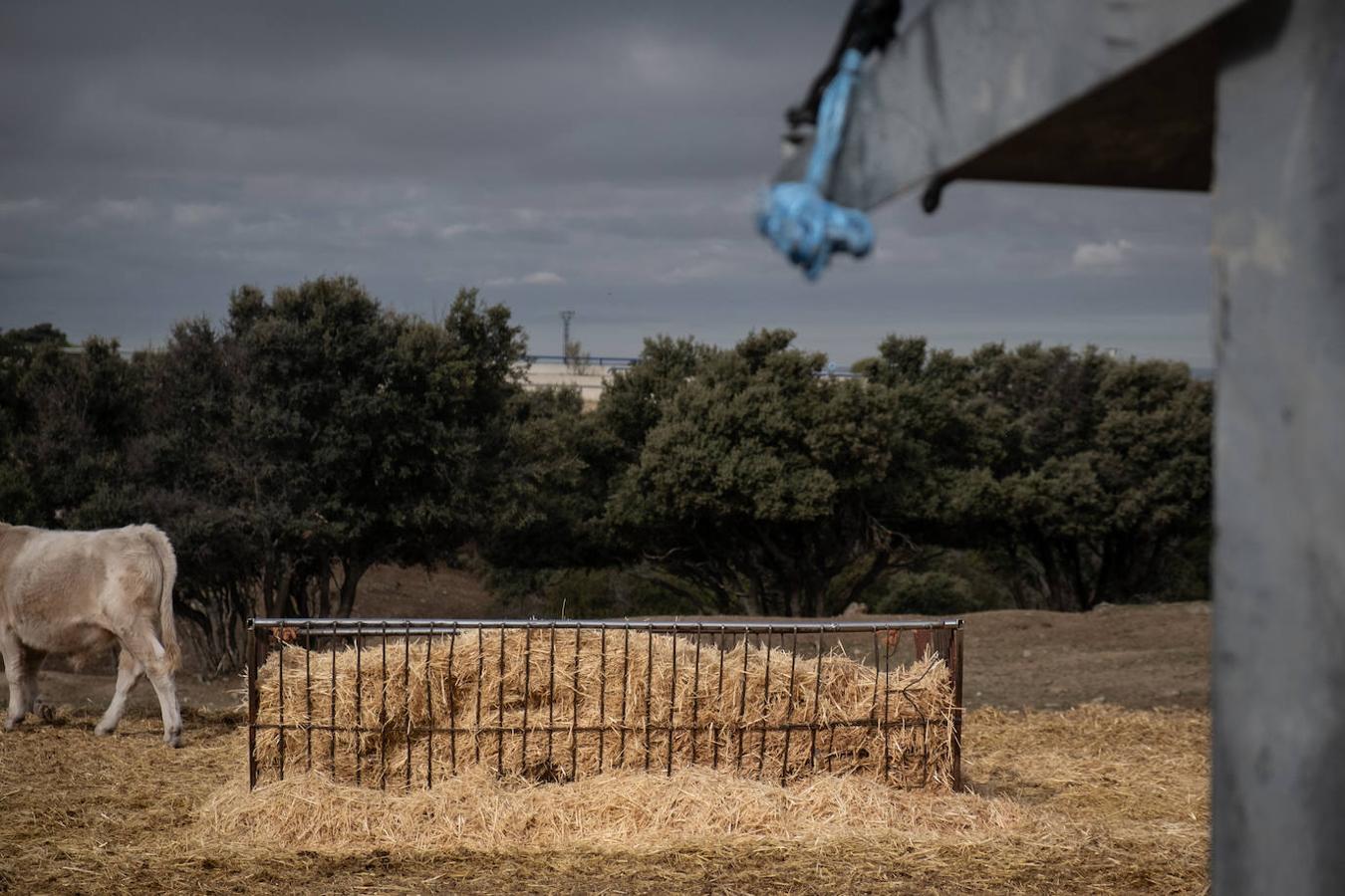 Las actividades agrícolas y ganaderas son las primeras que están sufriendo los efectos de la falta de precipitaciones. 