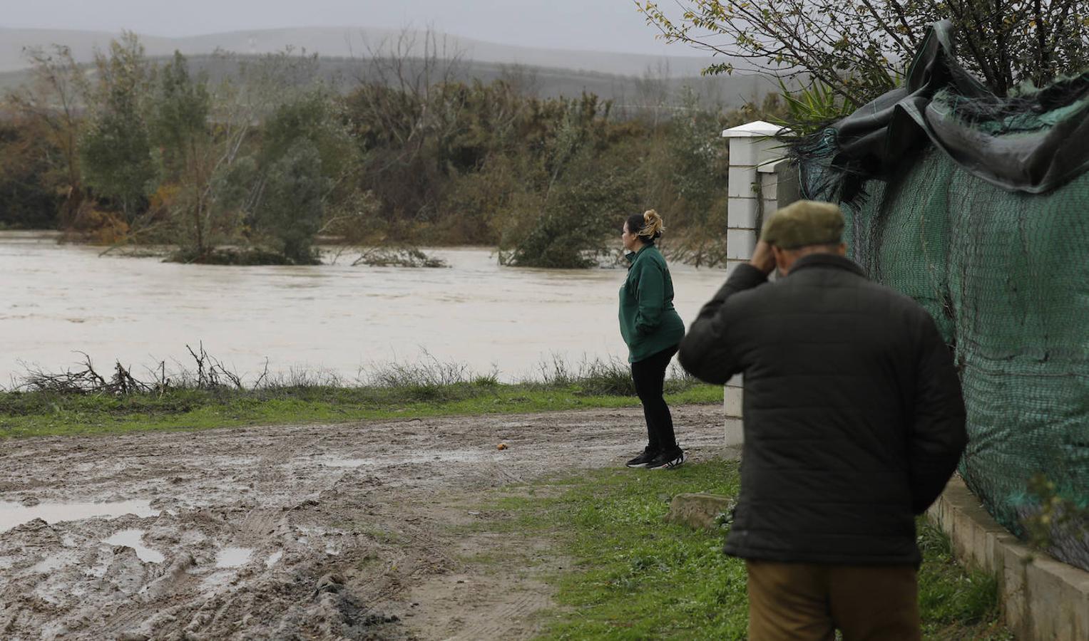 El paso de la borrasca Elsa por las parcelas del río en Córdoba, en imágenes