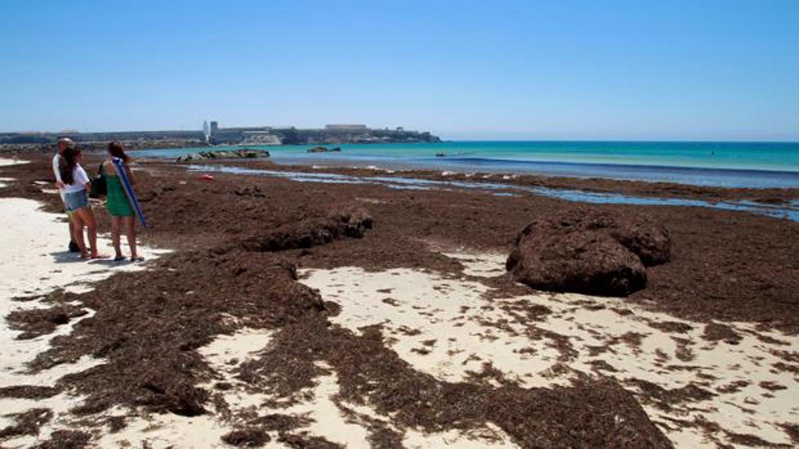 4 de julio. Las playas de Cádiz empezaban la temporada alta llenas de algas y con  bajas temperaturas que mermaron la llegada de turistas en una de las épocas más importantes del año.